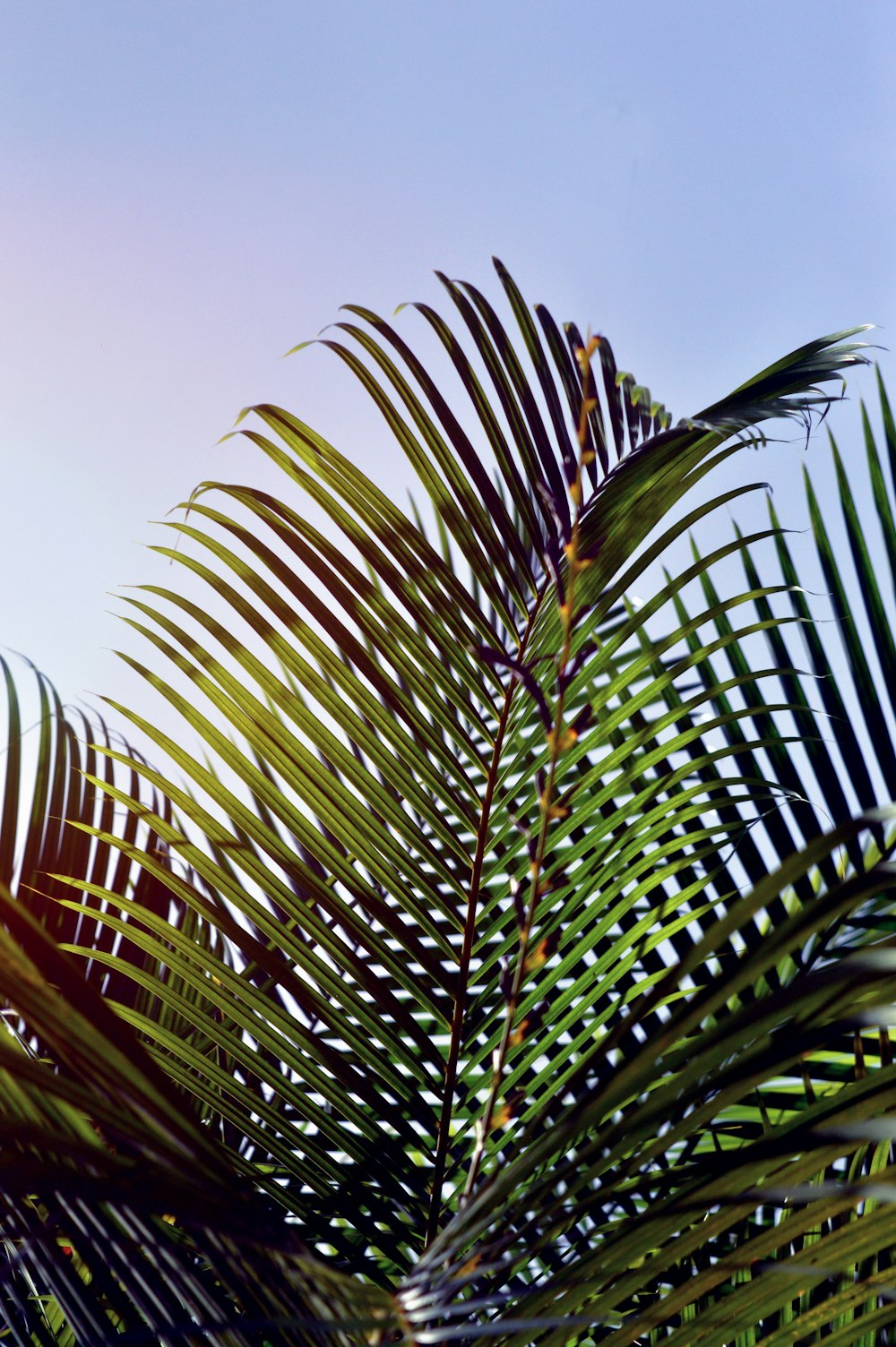 green palm tree under blue sky during daytime