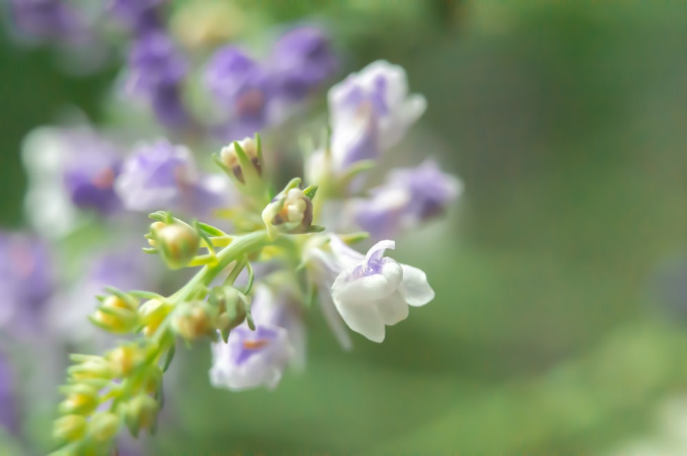 white and purple flower in tilt shift lens