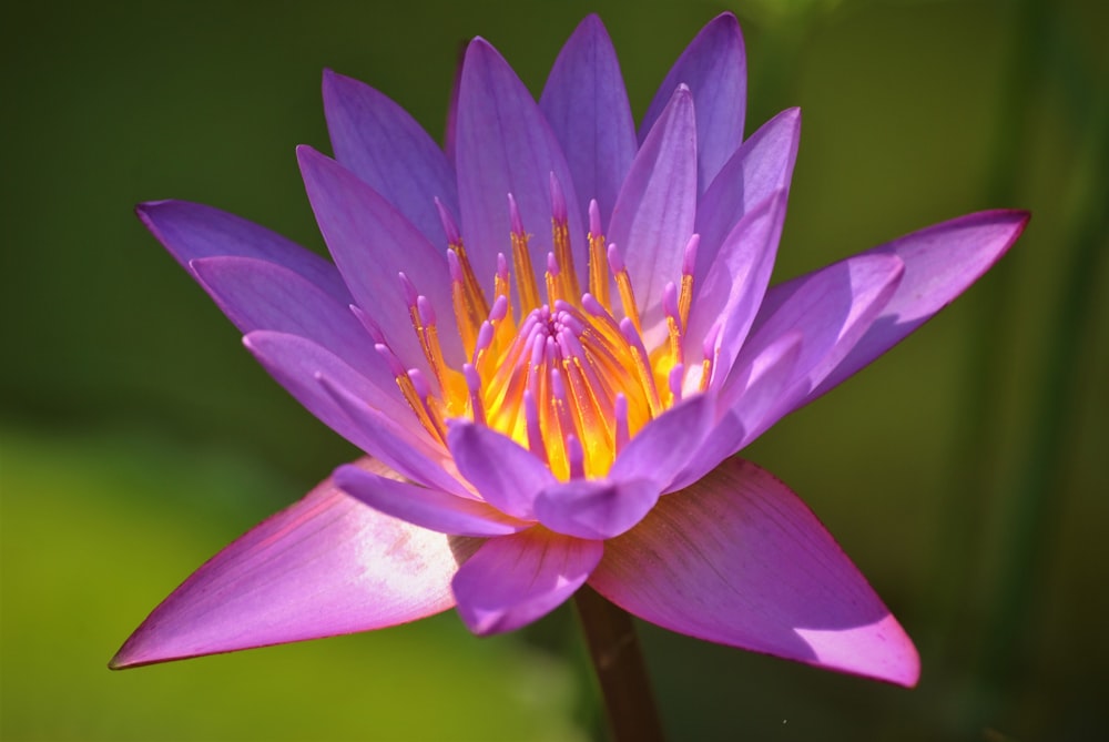 purple flower in macro shot