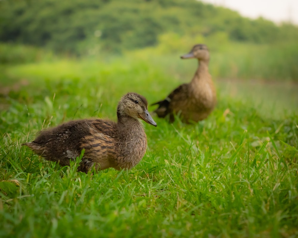 brown duck on green grass field during daytime