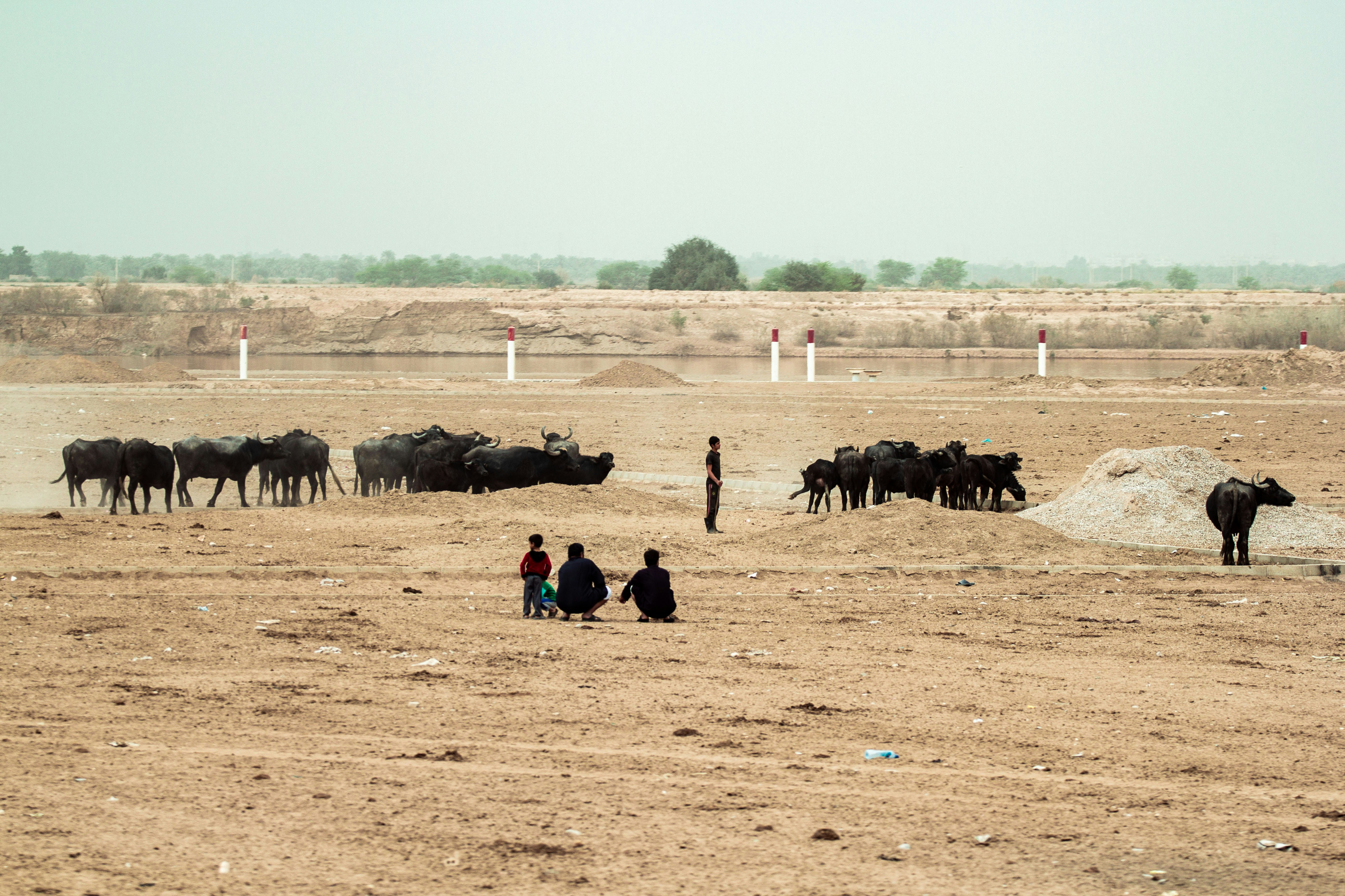 herd of sheep on brown field during daytime