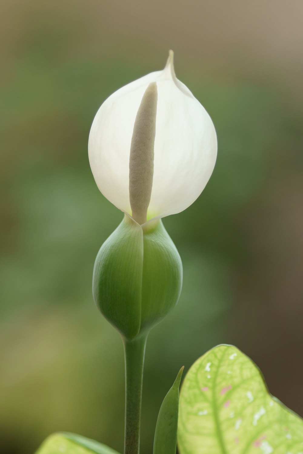 white and green flower bud