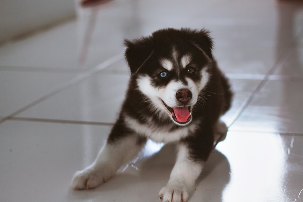 black and white siberian husky puppy