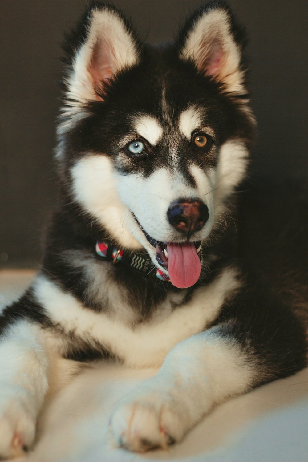 black and white siberian husky puppy