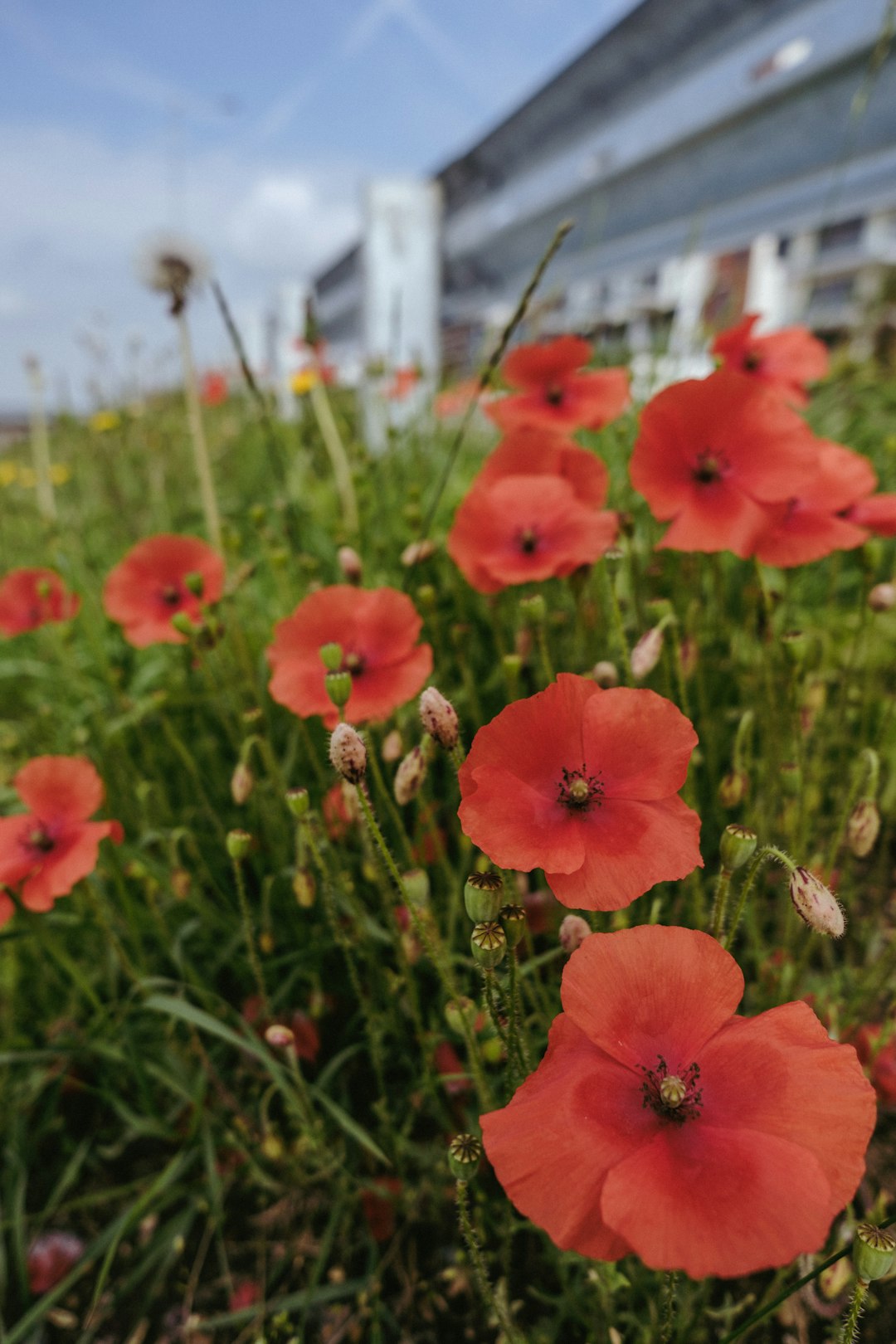 red flower in green grass field during daytime