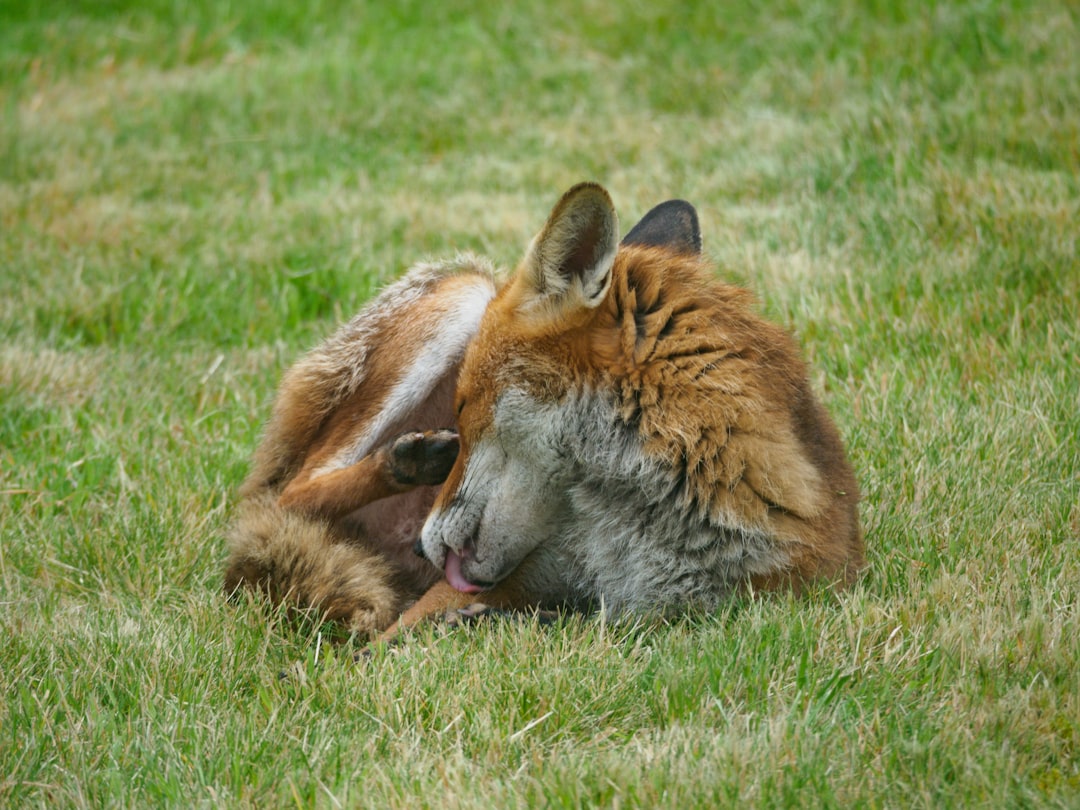 brown and black fox lying on green grass during daytime
