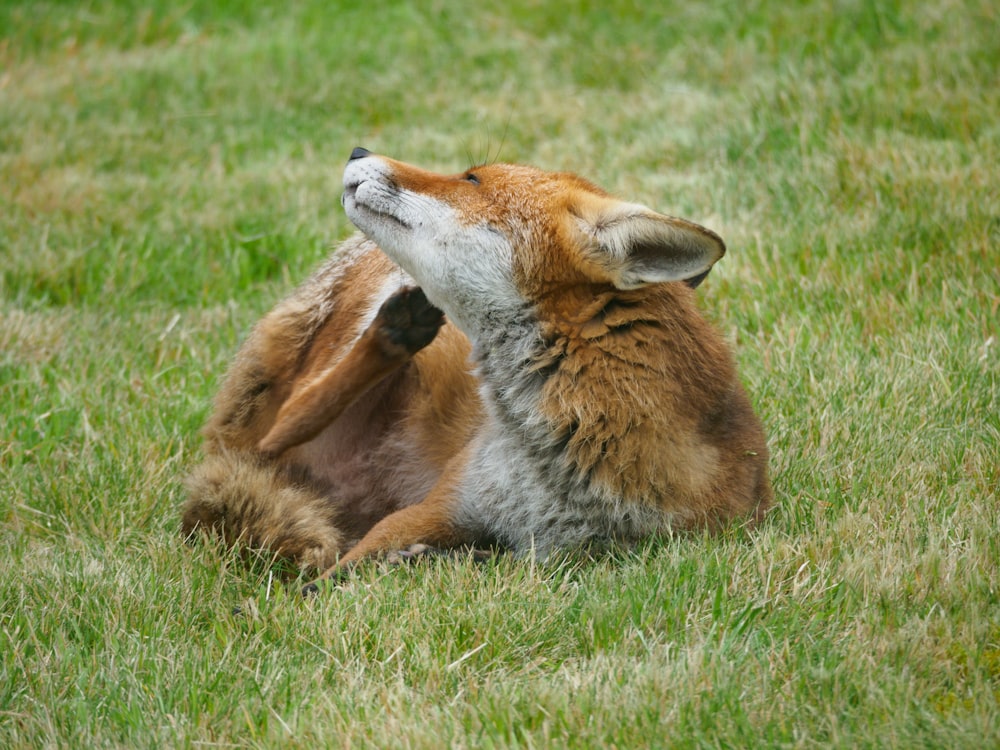 brown fox lying on green grass during daytime