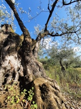 Ancient olive trees with numbered signs under a bright sky in a rustic albero landscape.
