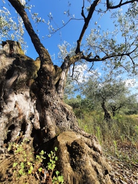 A sturdy, ancient olive tree with a textured, gnarled trunk stands prominently amidst a backdrop of sprawling branches and delicate olive leaves. Sunlight filters through, highlighting the rugged details of the bark. The surrounding landscape is a dense field of grass and smaller trees under a clear blue sky.