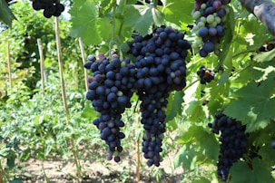 black round fruits on green grass during daytime