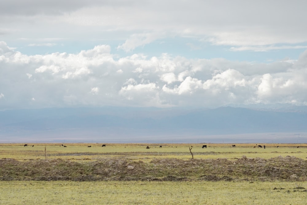 green grass field under white clouds and blue sky during daytime