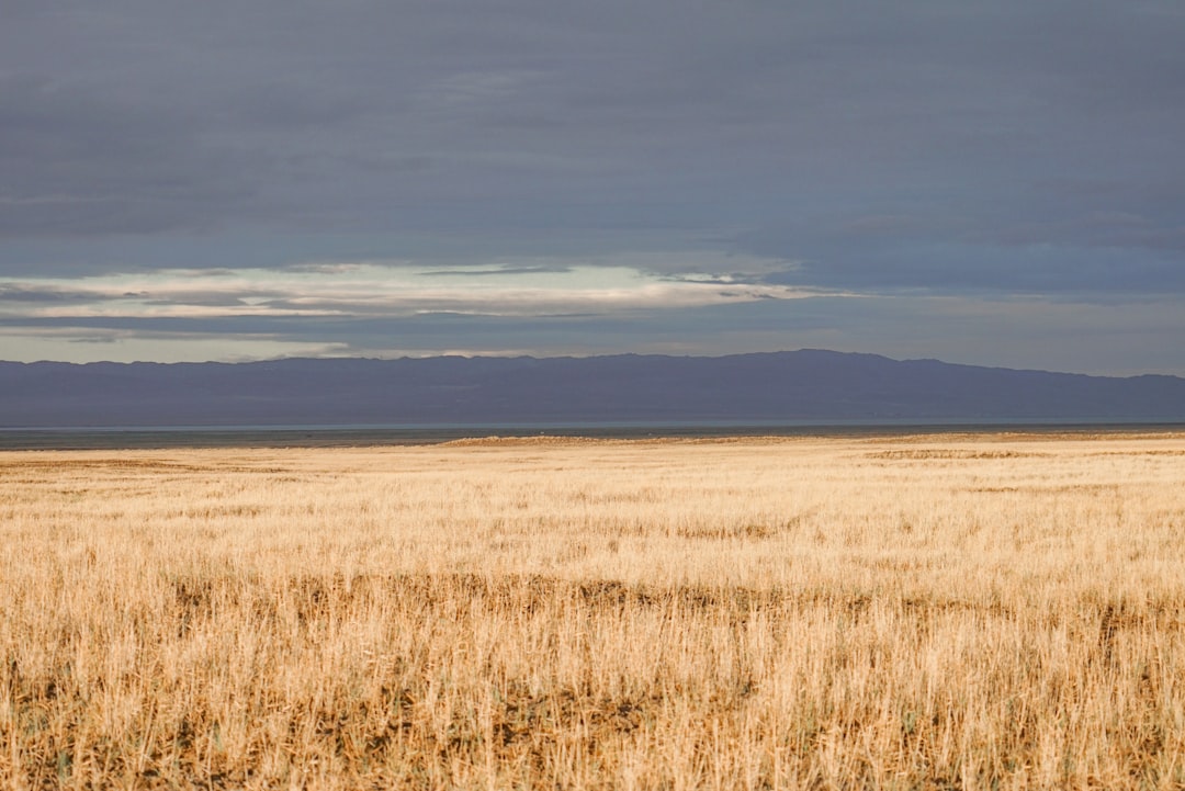 brown grass field under white clouds during daytime