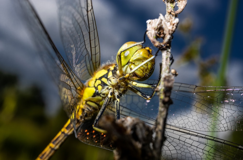 yellow and black dragonfly perched on brown stem in close up photography during daytime