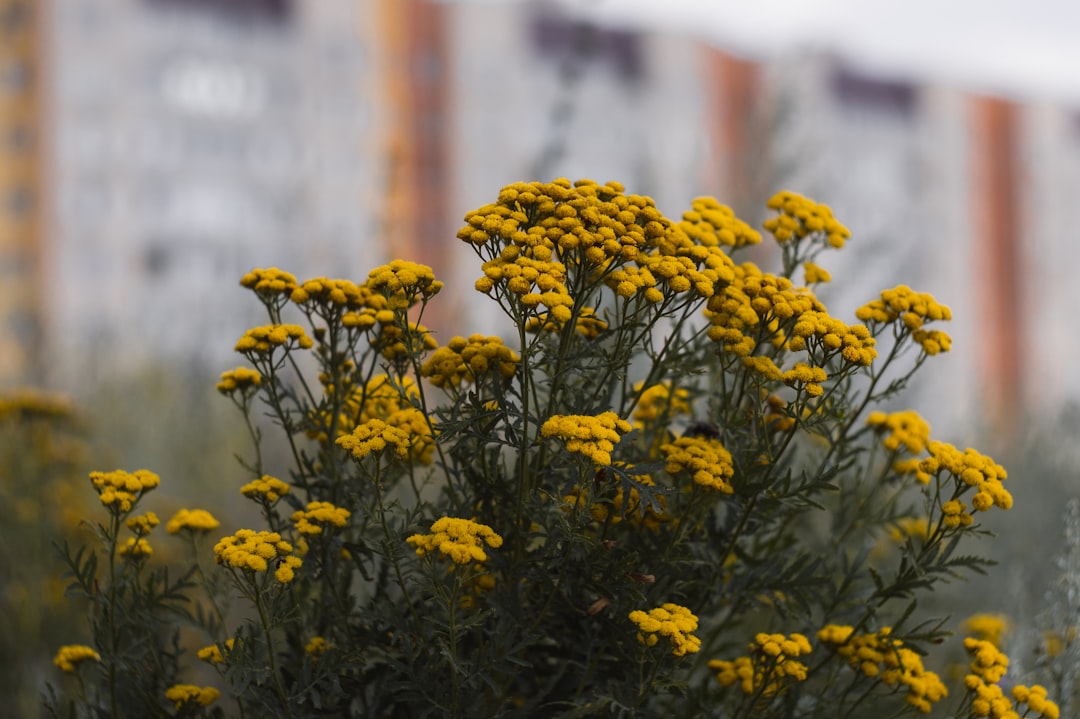 yellow flowers in tilt shift lens