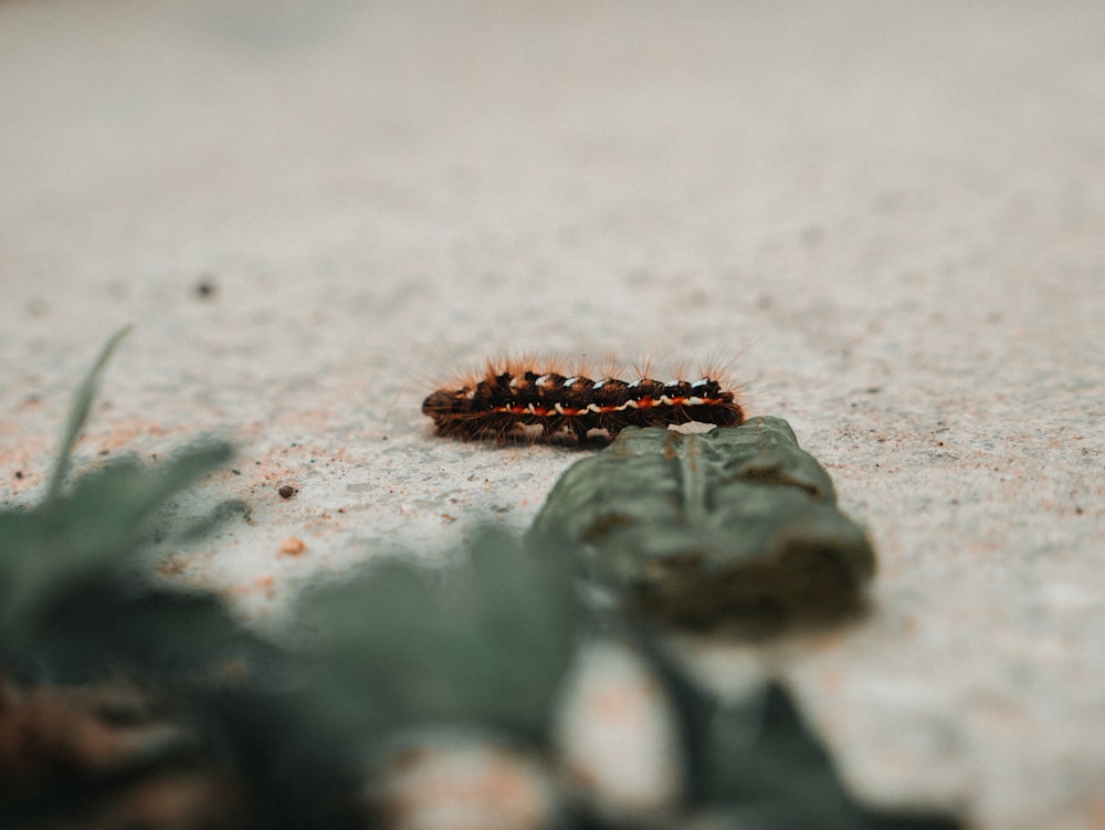 brown caterpillar on white sand