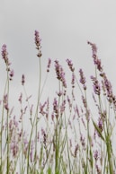 brown flowers in shallow focus lens