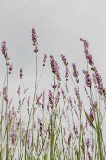 brown flowers in shallow focus lens