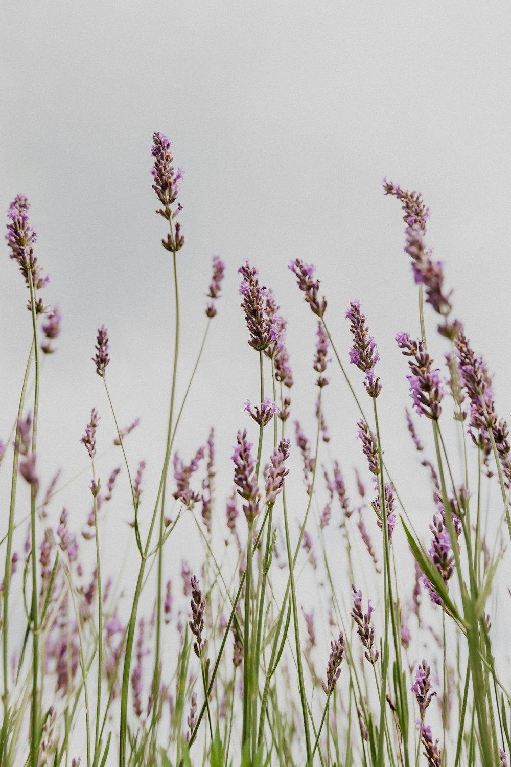 Braune Blüten in flacher Fokuslinse