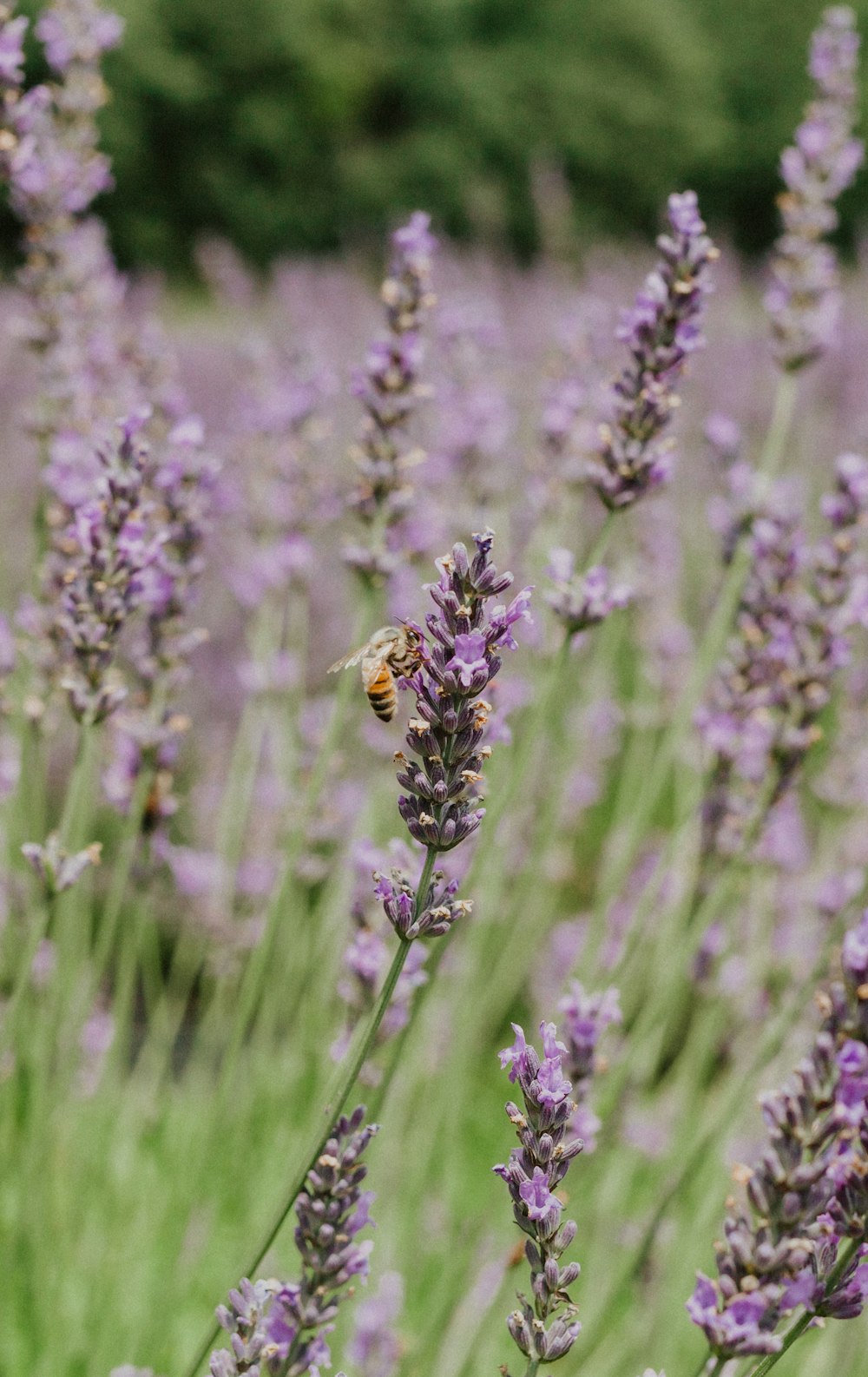 yellow and black bee on purple flower during daytime