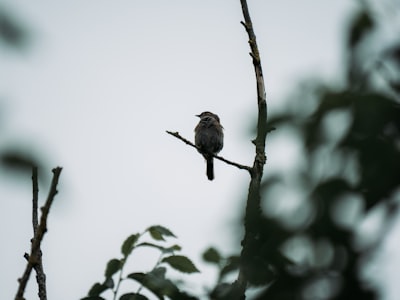brown bird on brown tree branch during daytime