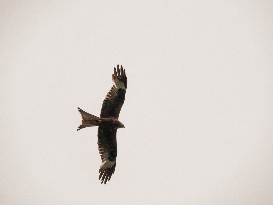 brown bird flying in the sky