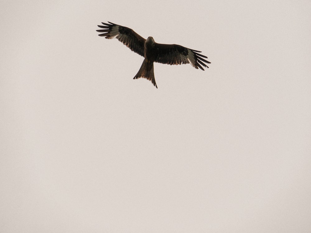 Brauner Vogel fliegt am Himmel