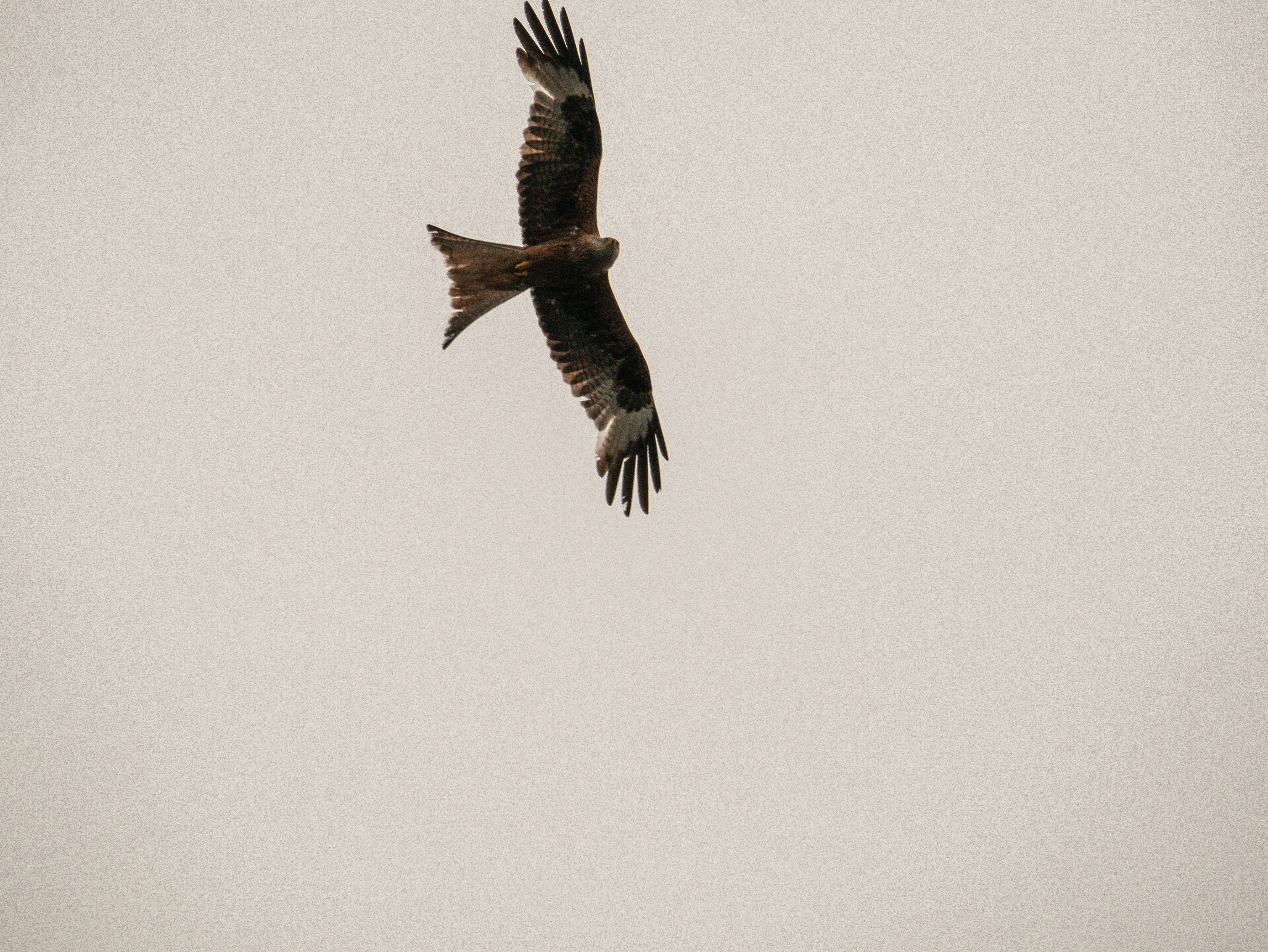 Photo by mattseymour