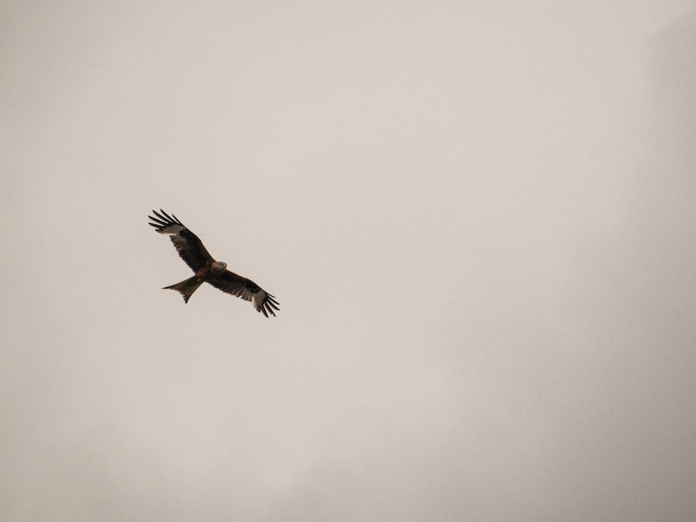 black bird flying in the sky