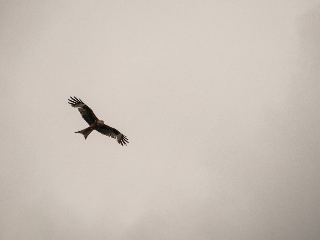 black bird flying in the sky