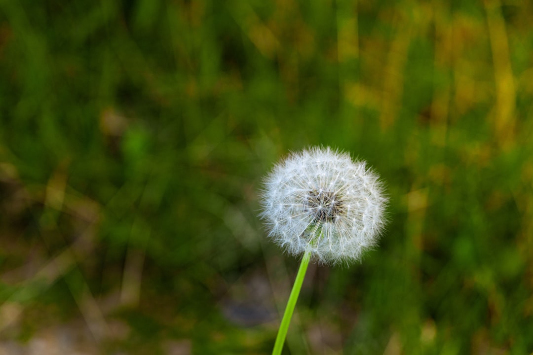 white dandelion in close up photography