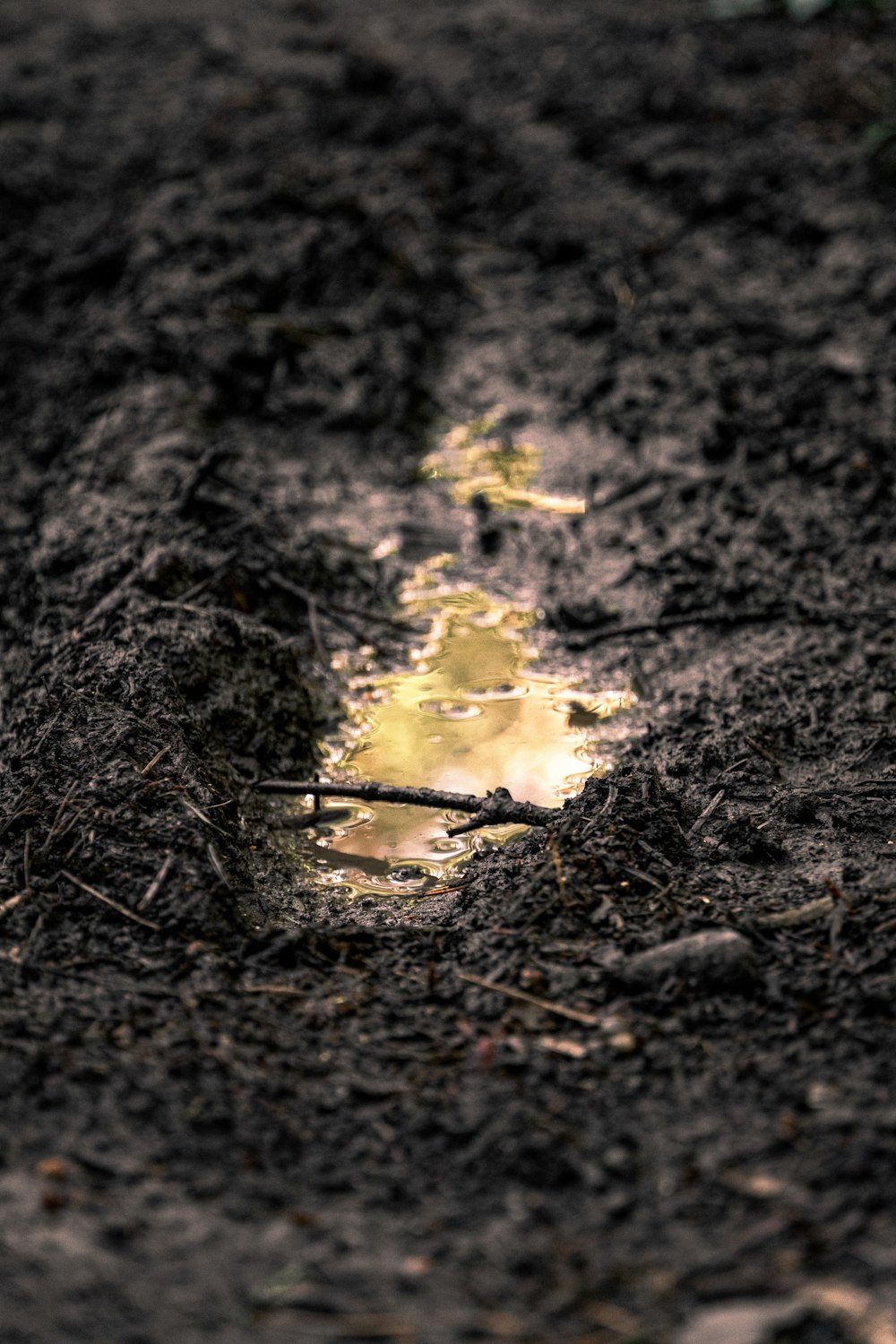 white and yellow flower petals on ground