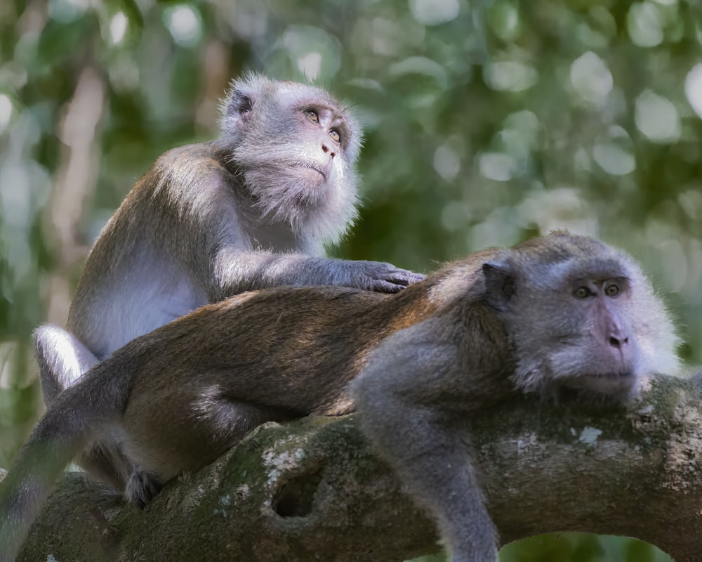 brown monkey on brown tree branch during daytime