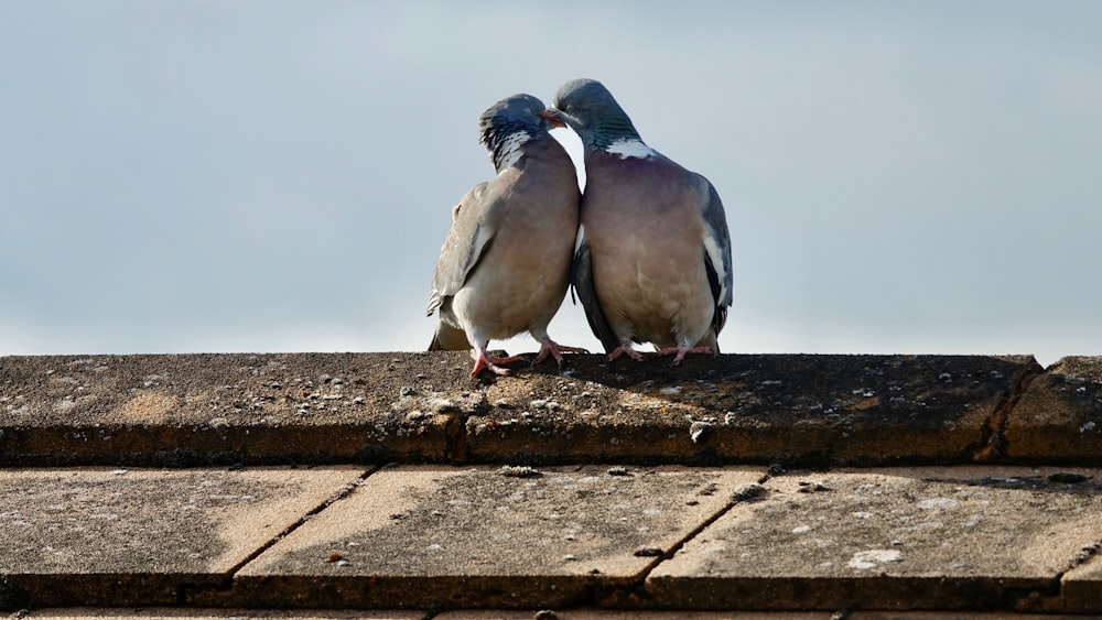 Zwei graue und schwarze Vögel auf braunem Backstein