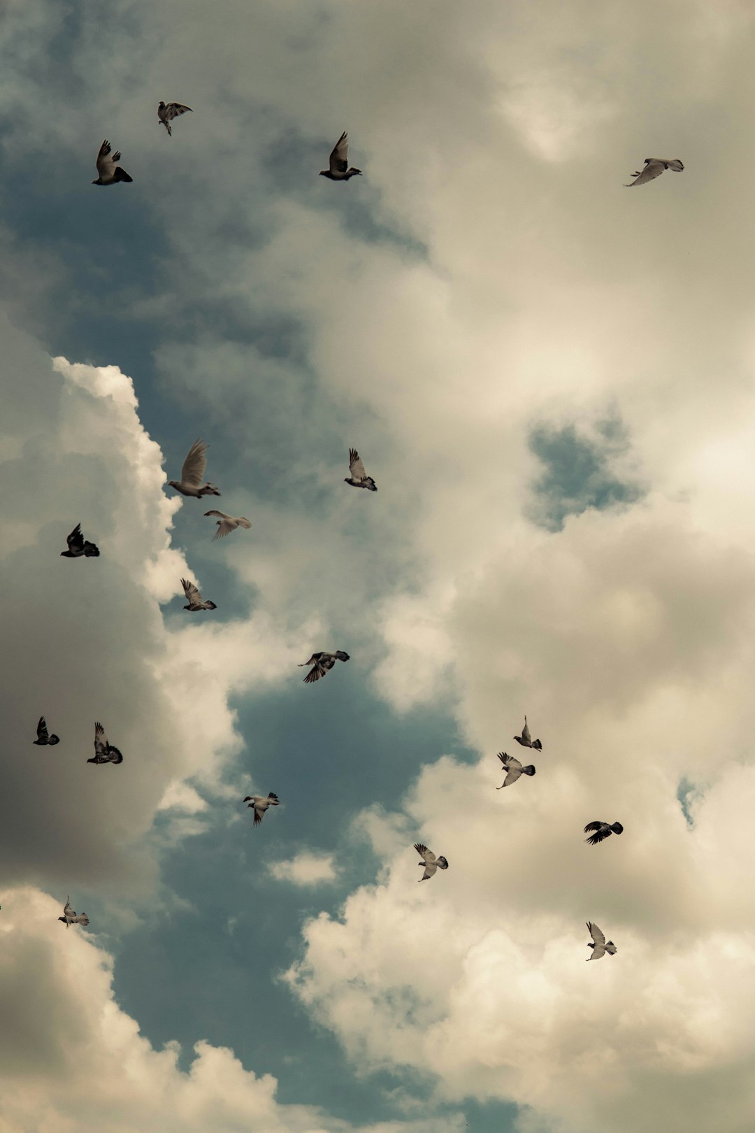  silhouette of birds flying under cloudy sky during daytime pigeon