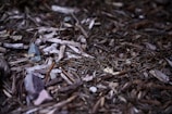 brown dried leaves on ground