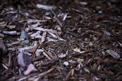 brown dried leaves on ground