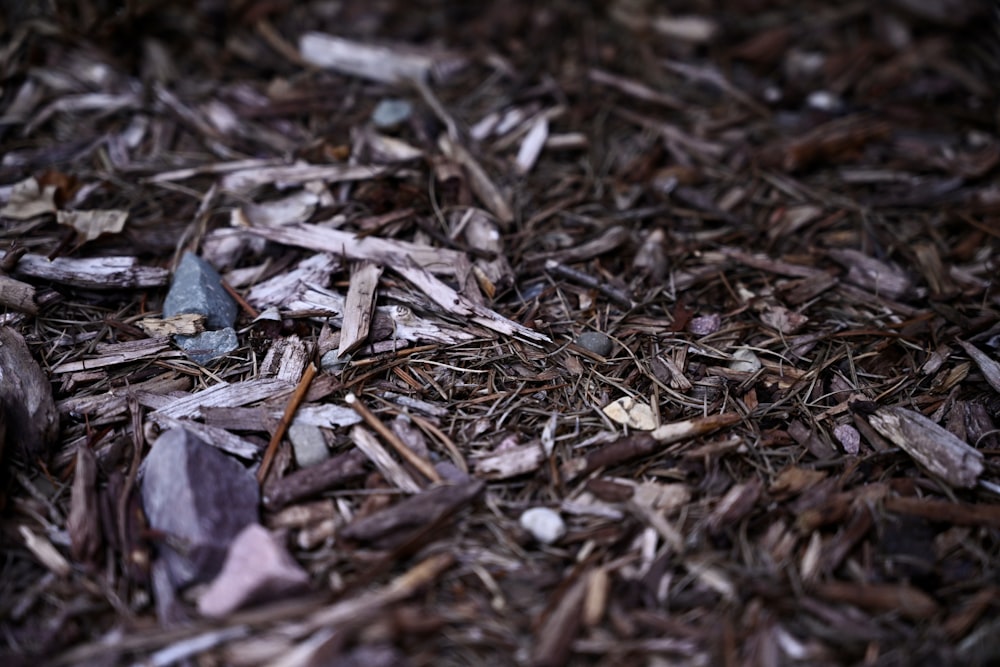 brown dried leaves on ground