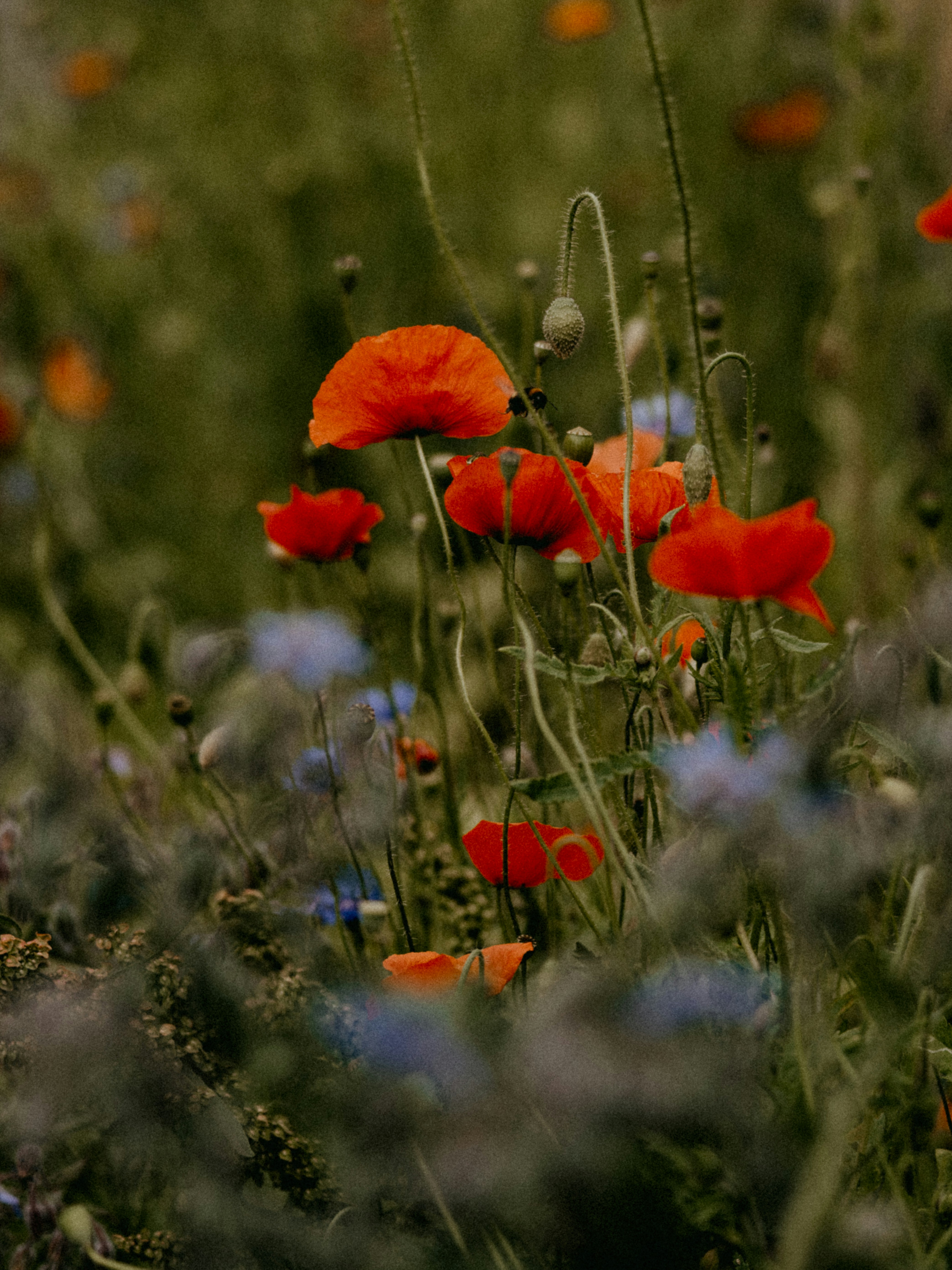 Photo by anniespratt