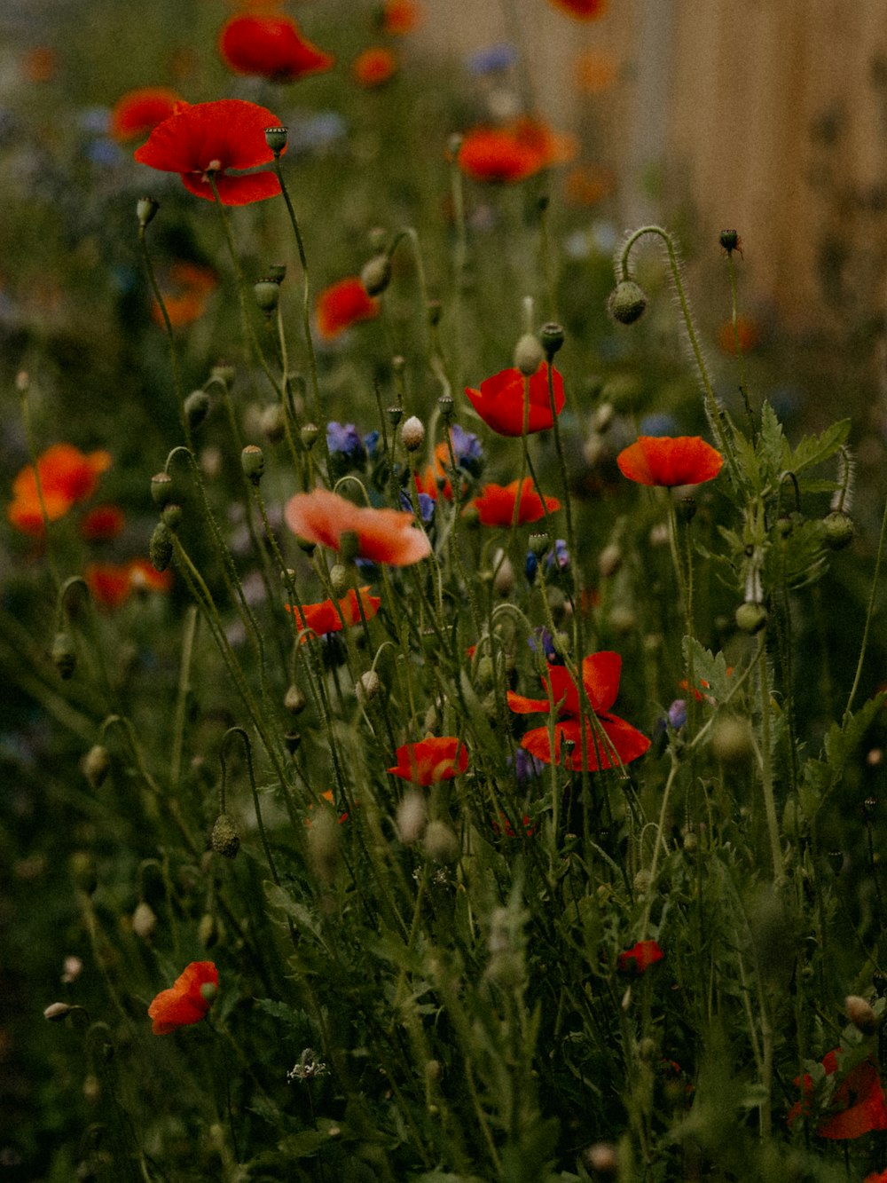 red flowers with green leaves