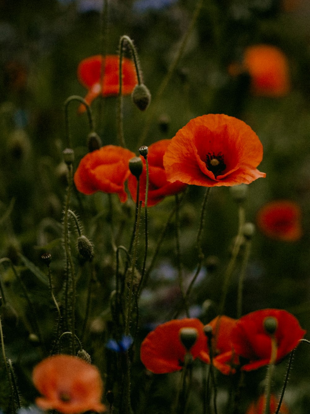 red flower in tilt shift lens