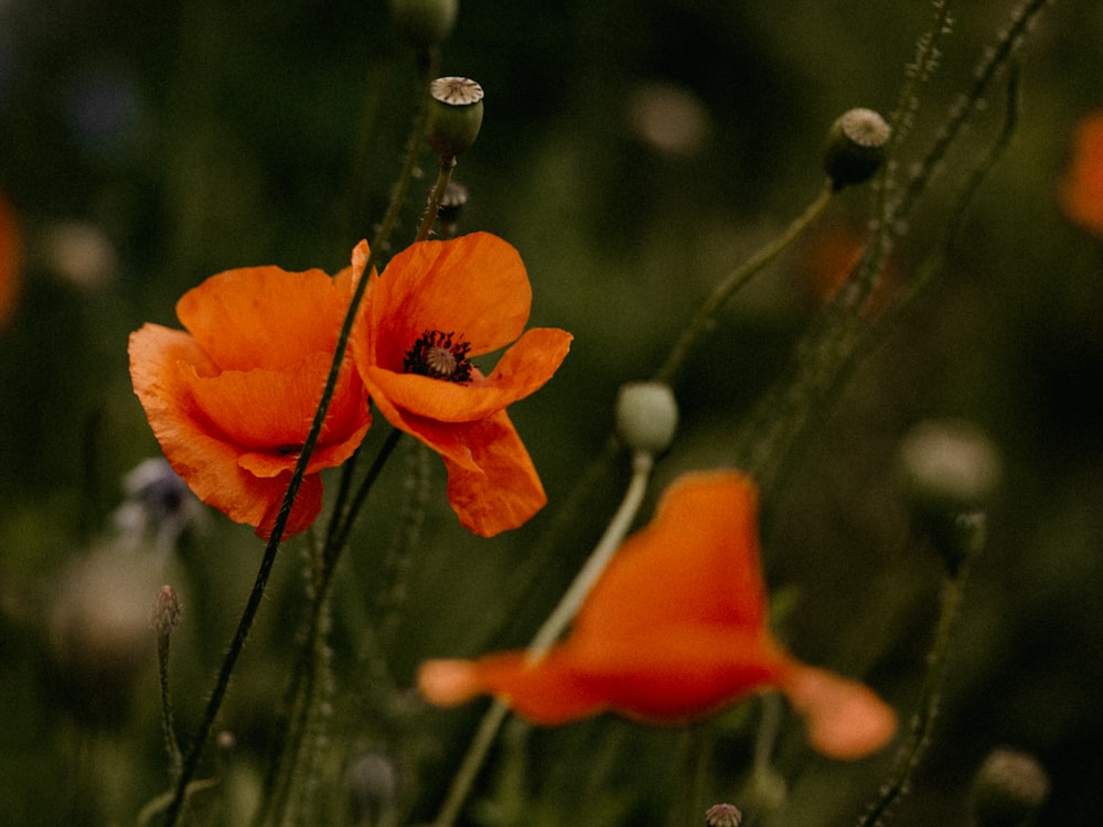 orange flower in tilt shift lens