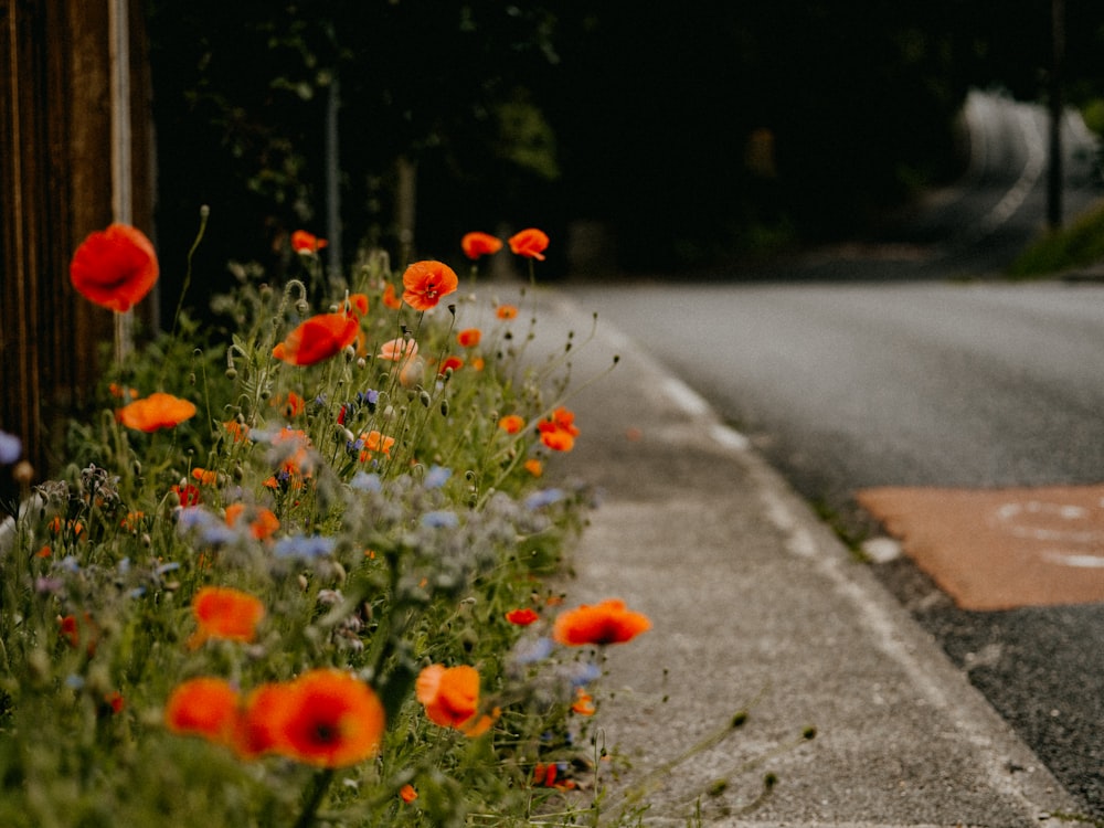 red and white flowers on the road