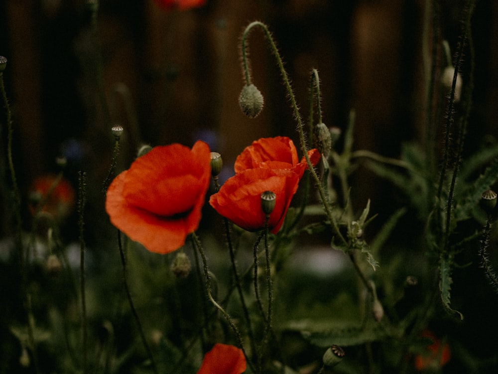 red flower in tilt shift lens