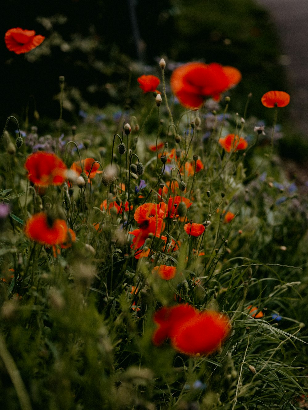 red flowers in tilt shift lens