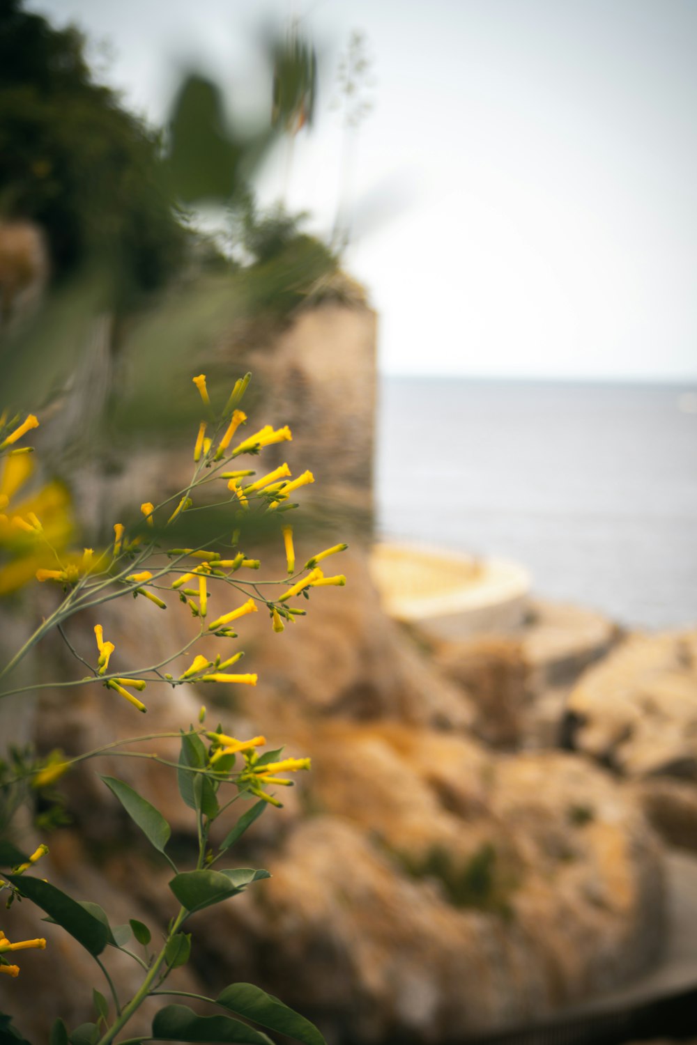 日中の水域付近の黄色い花
