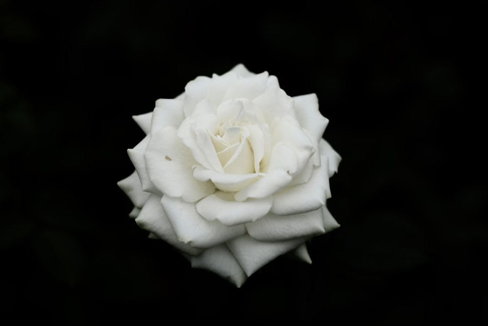 white rose in bloom close up photo