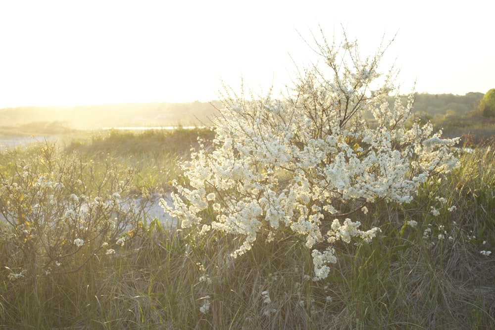 Weiße Kirschblüten blühen tagsüber auf grünem Grasfeld