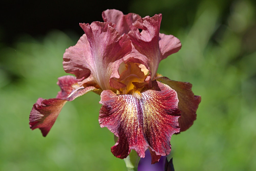 Blossoming Beauty Explore the Enchanting Iris Garden