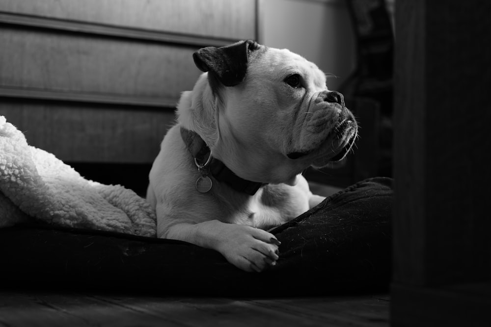 grayscale photography of english bulldog