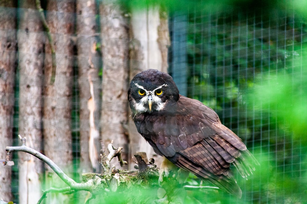 brown and white owl on tree branch